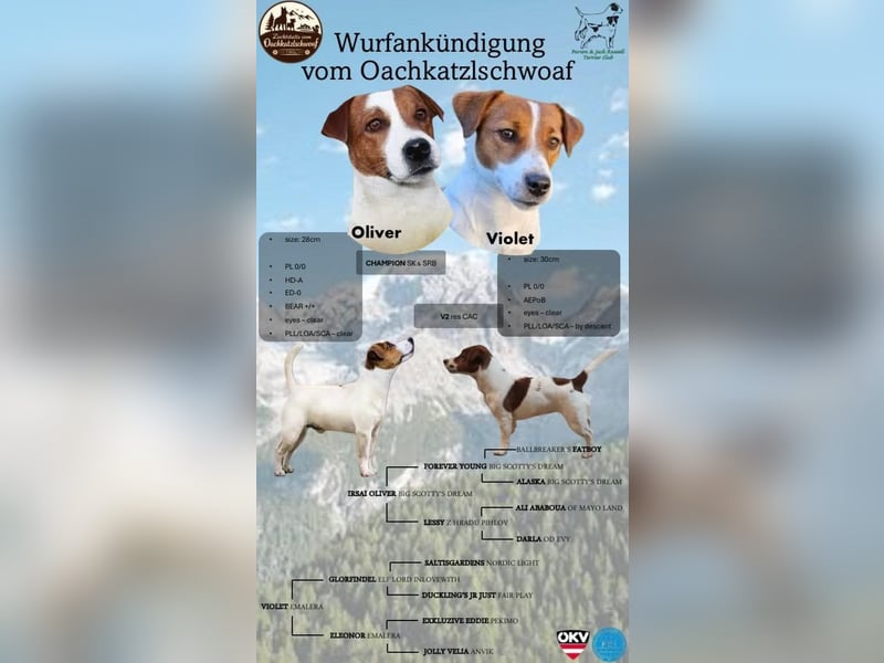 Jack Russell Terrier Welpen