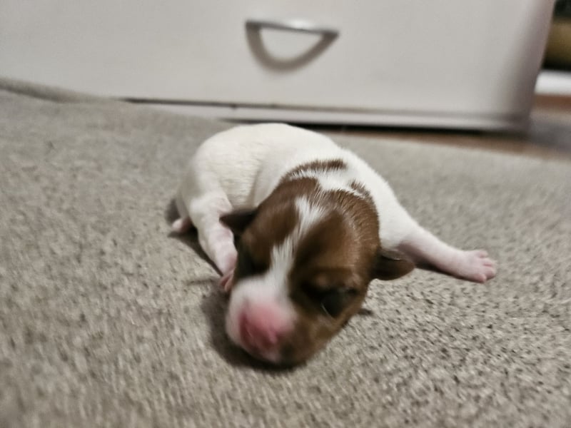 Jack Russell Terrier Welpen