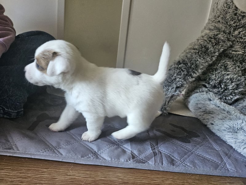 Jack Russell Terrier Welpen