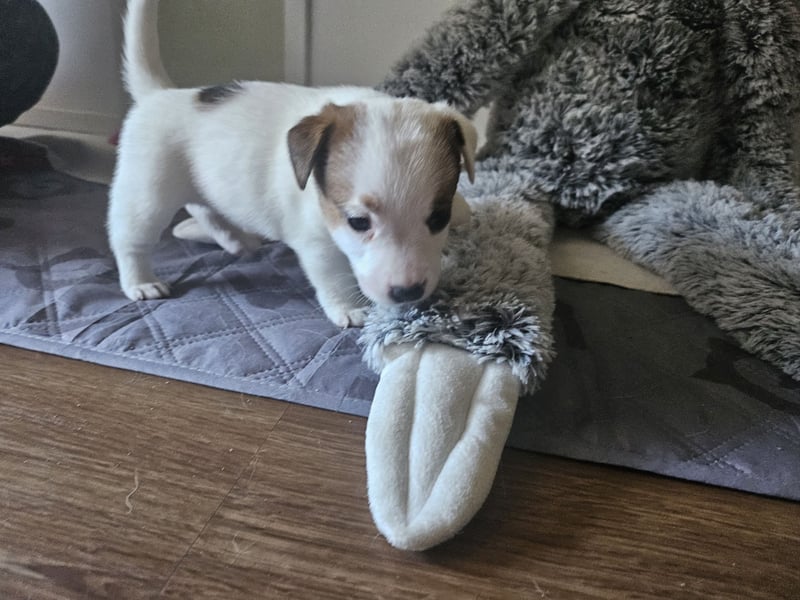 Jack Russell Terrier Welpen