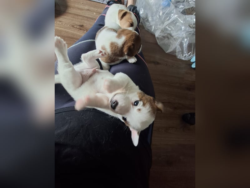 Jack Russell Terrier Welpen