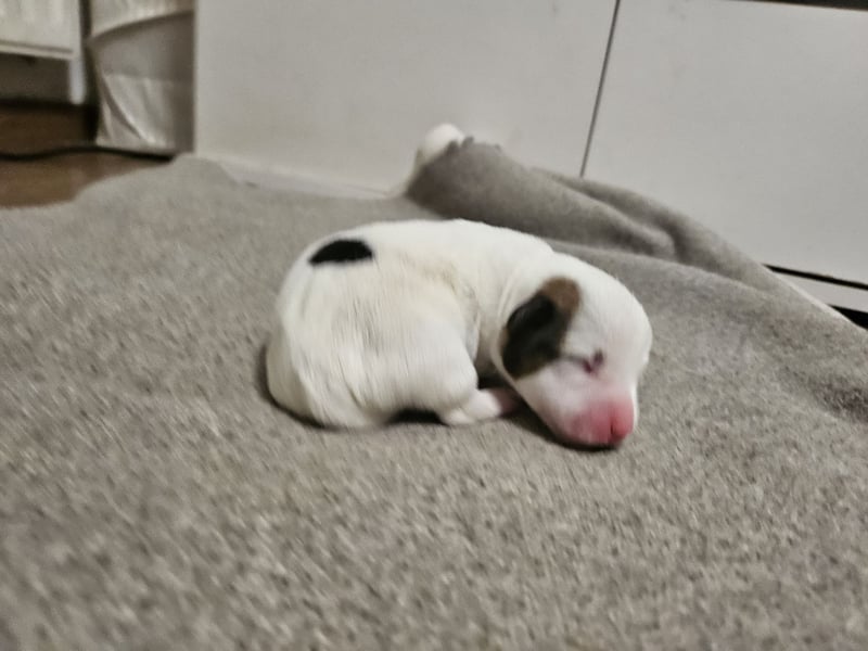 Jack Russell Terrier Welpen