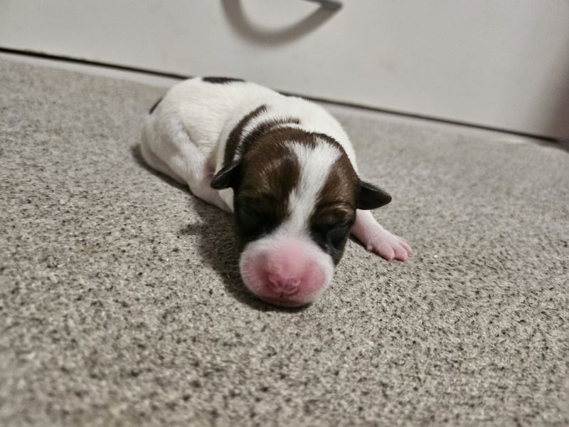 Jack Russell Terrier Welpen