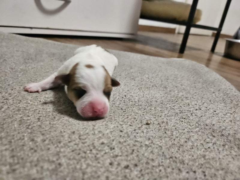 Jack Russell Terrier Welpen