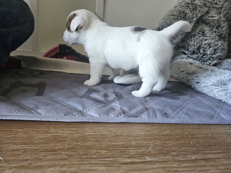 Jack Russell Terrier Welpen