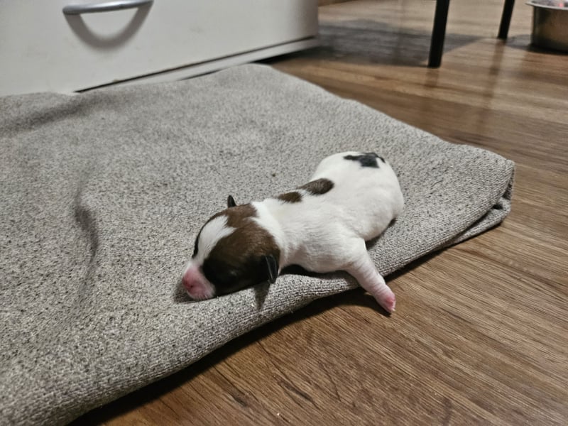 Jack Russell Terrier Welpen