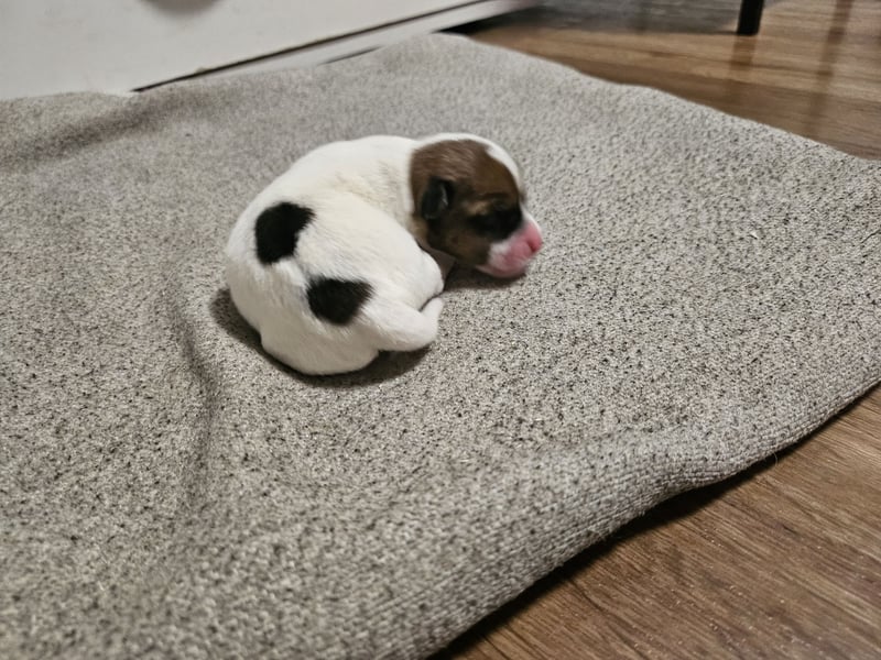 Jack Russell Terrier Welpen