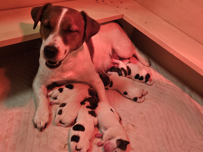 Jack Russell Terrier Welpen