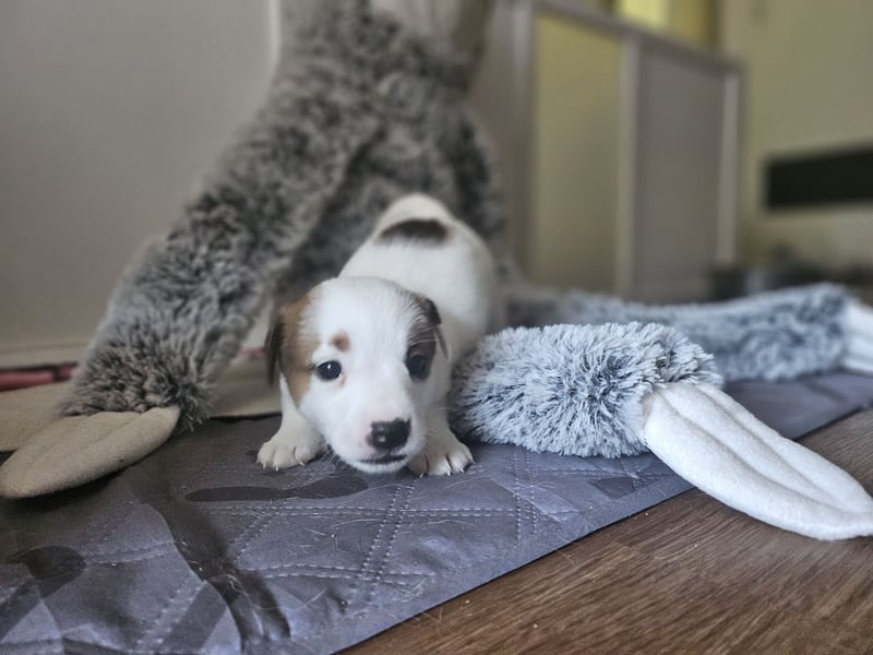 Jack Russell Terrier Welpen
