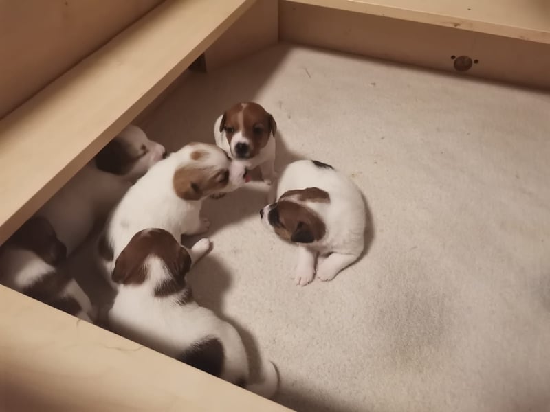 Jack Russell Terrier Welpen