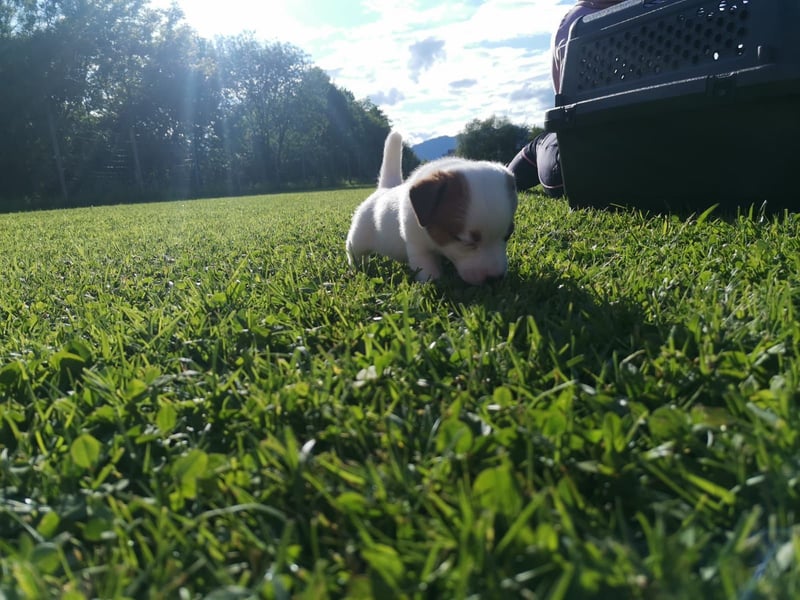 Jack Russell Terrier Welpen