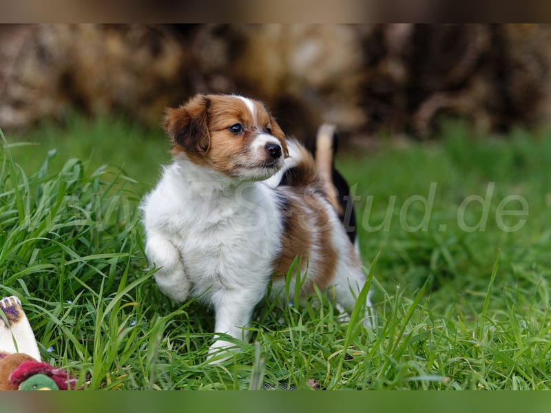 Jack Russell Terrier Welpen in Tricolor und Merl abzugeben!