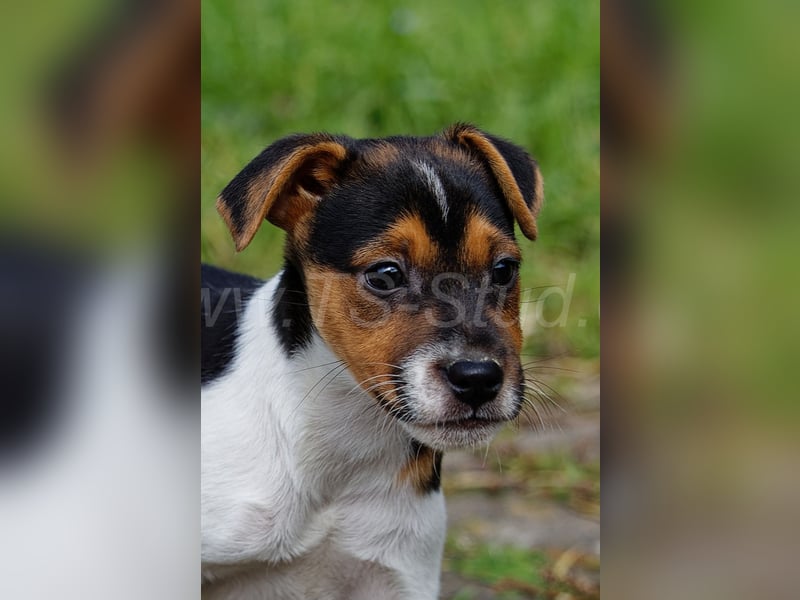 Jack Russell Terrier Welpen in Tricolor und Merl abzugeben!