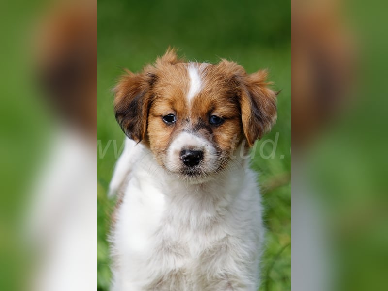 Jack Russell Terrier Welpen in Tricolor und Merl abzugeben!