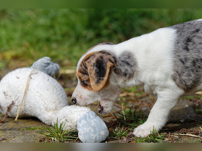 Jack Russell Terrier Welpen in Tricolor und Merl abzugeben!