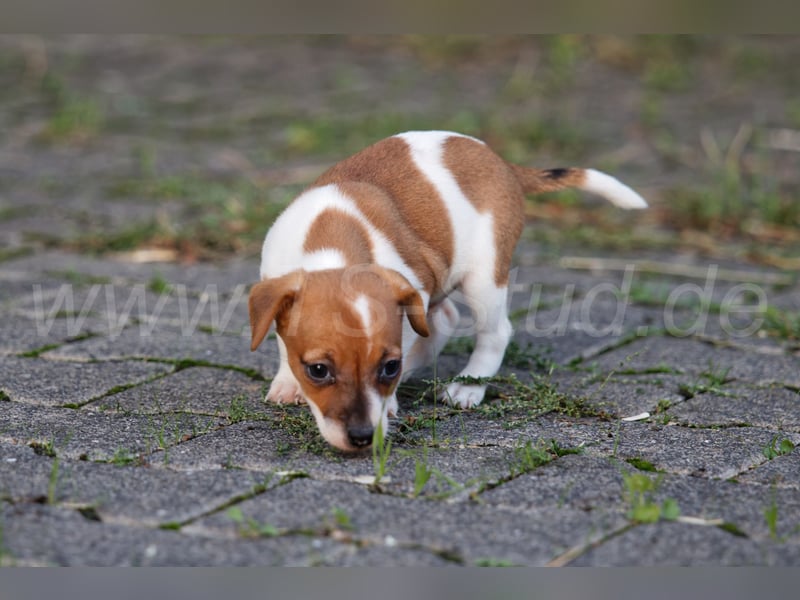 Jack Russell Terrier Welpen abzugeben!