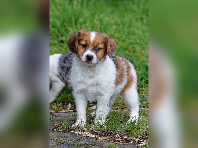 Jack Russell Terrier Welpen in Tricolor und Merl abzugeben!