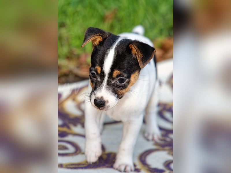 Jack Russell Terrier Welpen abzugeben!