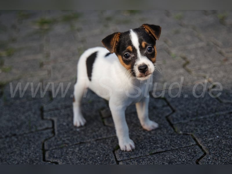 Jack Russell Terrier Welpen abzugeben!