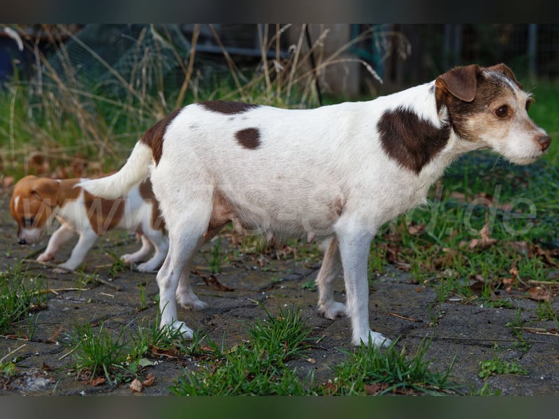 Jack Russell Terrier Welpen abzugeben!