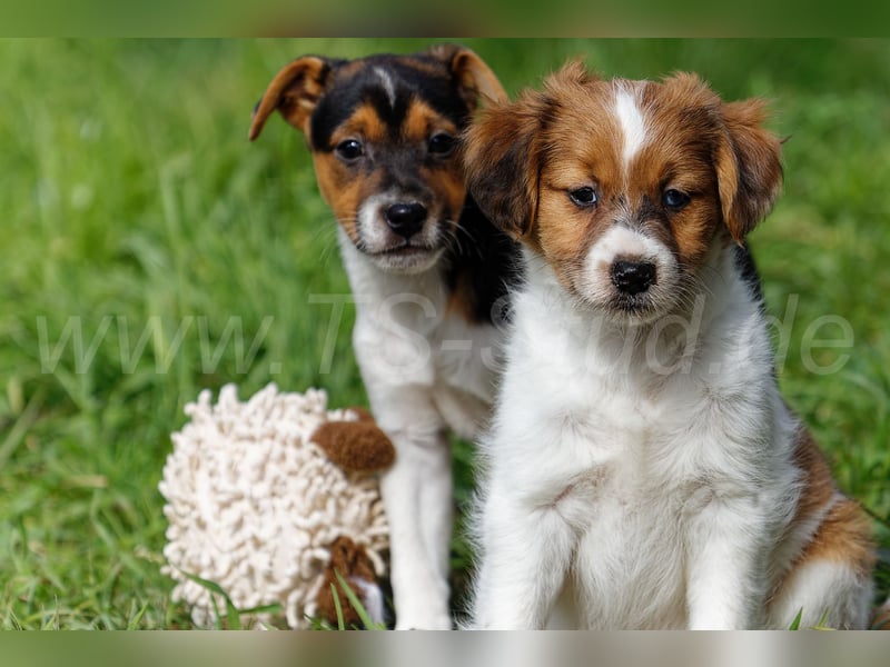 Jack Russell Terrier Welpen in Tricolor und Merl abzugeben!