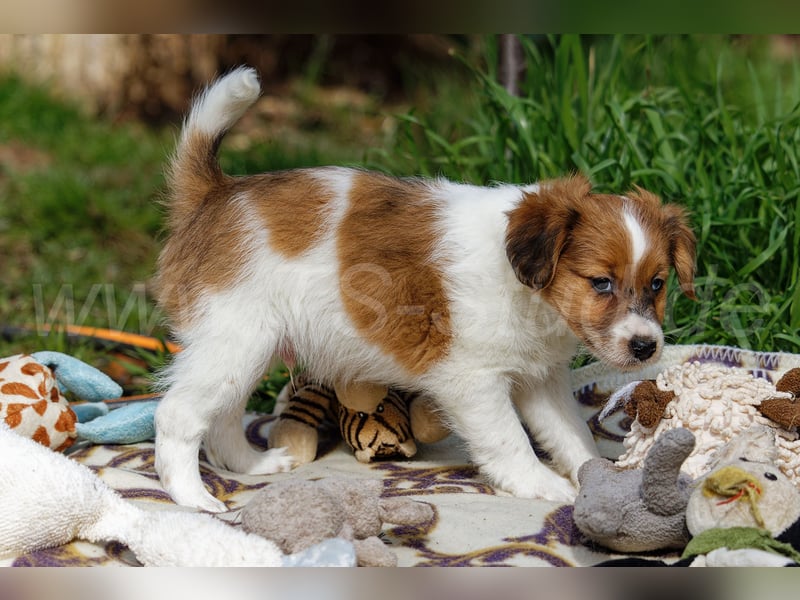 Jack Russell Terrier Welpen in Tricolor und Merl abzugeben!