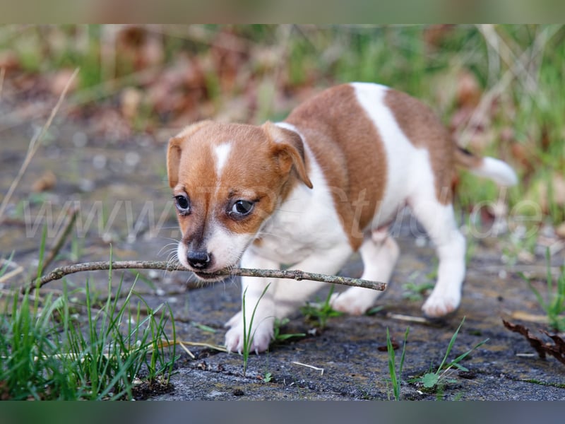 Jack Russell Terrier Welpen abzugeben!