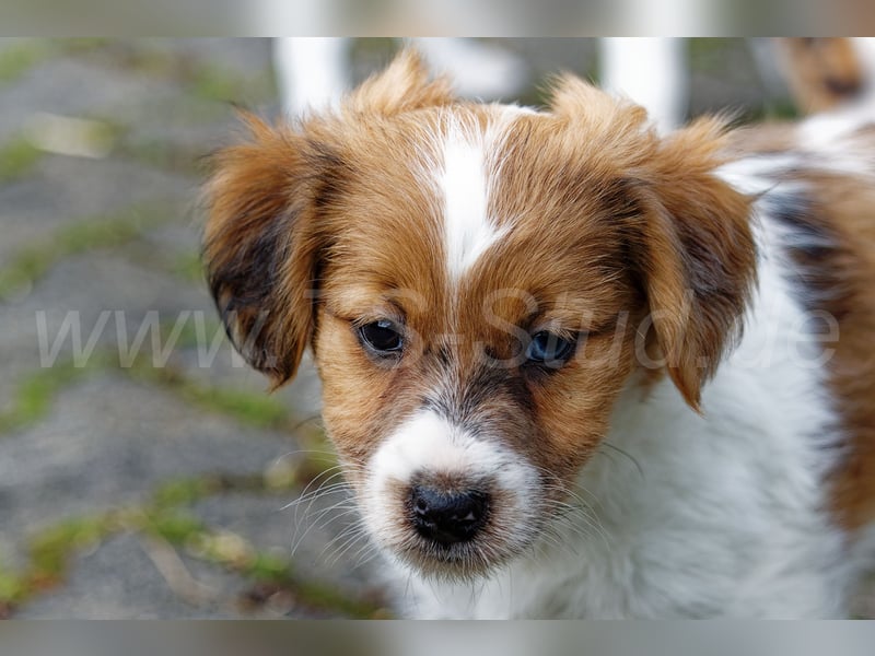 Jack Russell Terrier Welpen in Tricolor und Merl abzugeben!