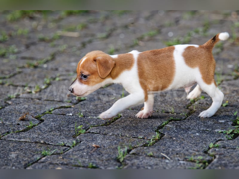 Jack Russell Terrier Welpen abzugeben!