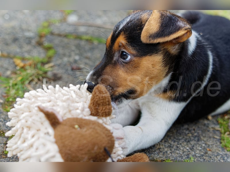 Jack Russell Terrier Welpen in Tricolor und Merl abzugeben!
