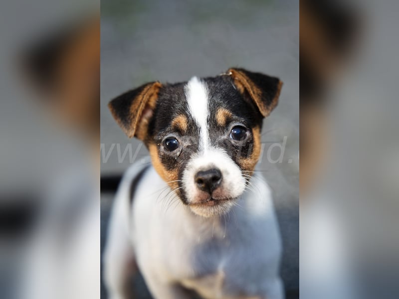Jack Russell Terrier Welpen abzugeben!