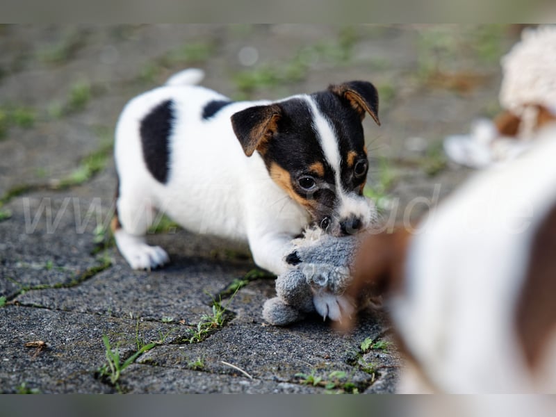 Jack Russell Terrier Welpen abzugeben!