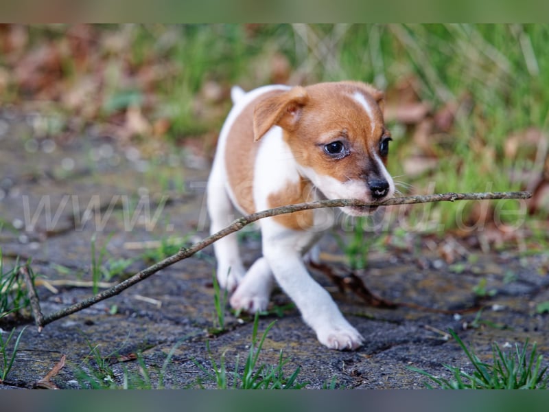 Jack Russell Terrier Welpen abzugeben!