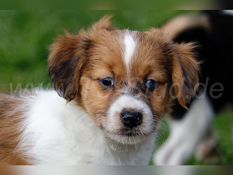Jack Russell Terrier Welpen in Tricolor und Merl abzugeben!