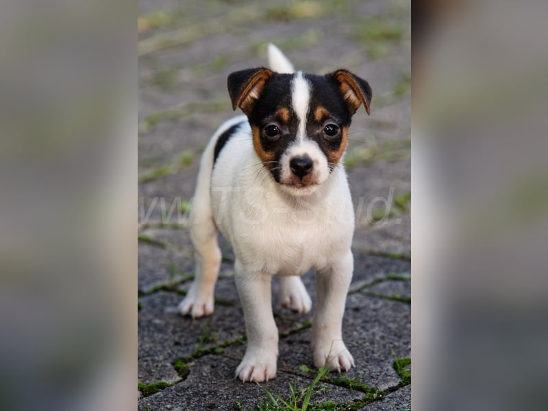Jack Russell Terrier Welpen abzugeben!