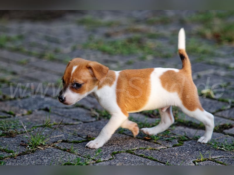 Jack Russell Terrier Welpen abzugeben!