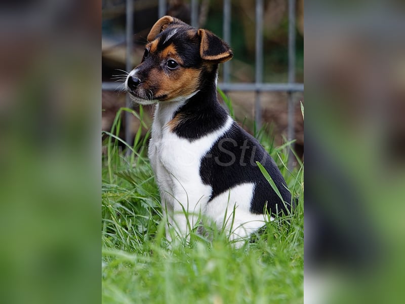 Jack Russell Terrier Welpen in Tricolor und Merl abzugeben!