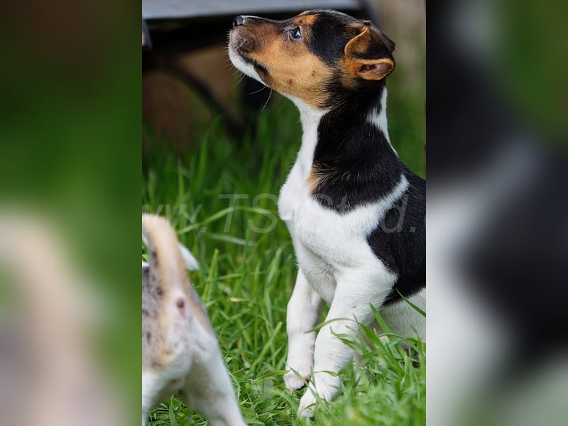 Jack Russell Terrier Welpen in Tricolor und Merl abzugeben!