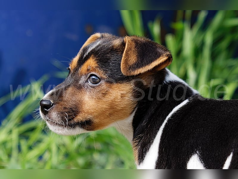 Jack Russell Terrier Welpen in Tricolor und Merl abzugeben!