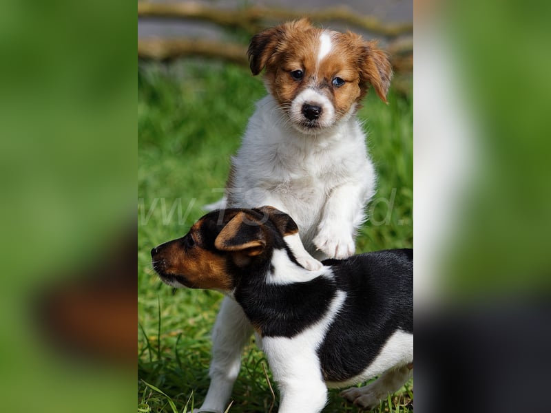 Jack Russell Terrier Welpen in Tricolor und Merl abzugeben!