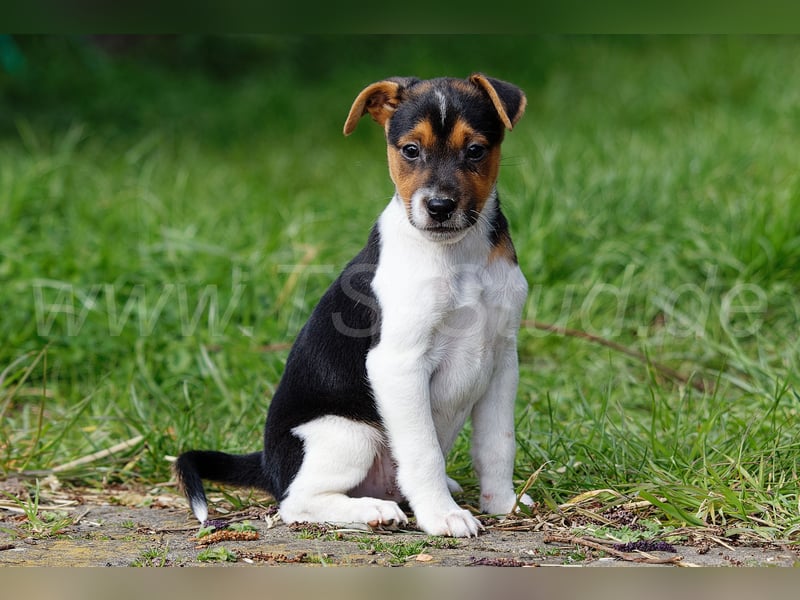 Jack Russell Terrier Welpen in Tricolor und Merl abzugeben!
