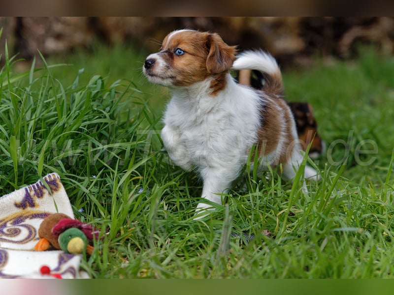 Jack Russell Terrier Welpen in Tricolor und Merl abzugeben!