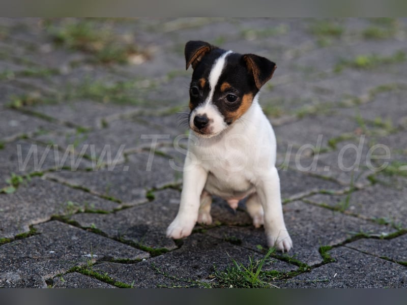 Jack Russell Terrier Welpen abzugeben!