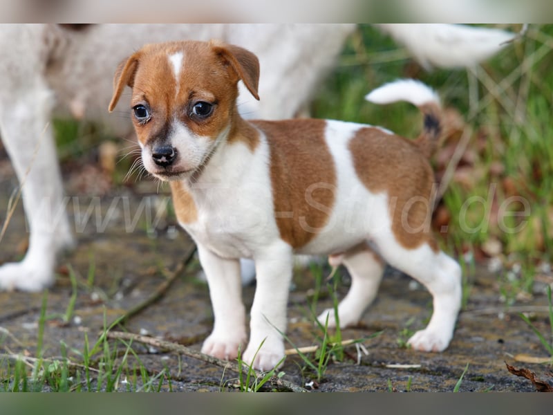 Jack Russell Terrier Welpen abzugeben!
