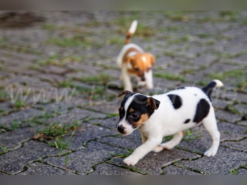 Jack Russell Terrier Welpen abzugeben!
