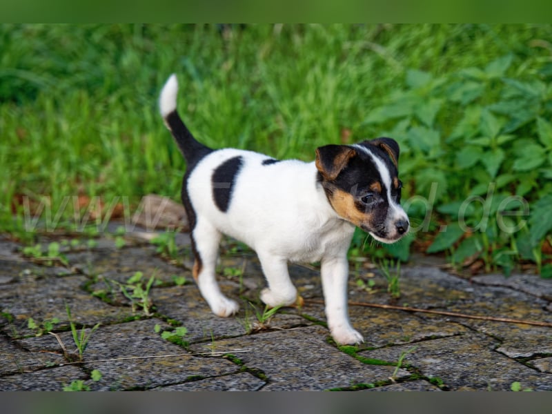 Jack Russell Terrier Welpen abzugeben!