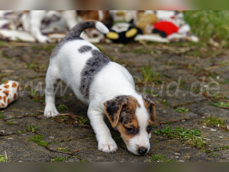 Jack Russell Terrier Welpen in Tricolor und Merl abzugeben!