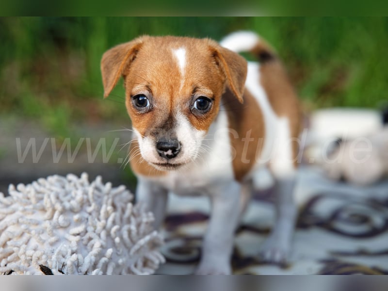 Jack Russell Terrier Welpen abzugeben!