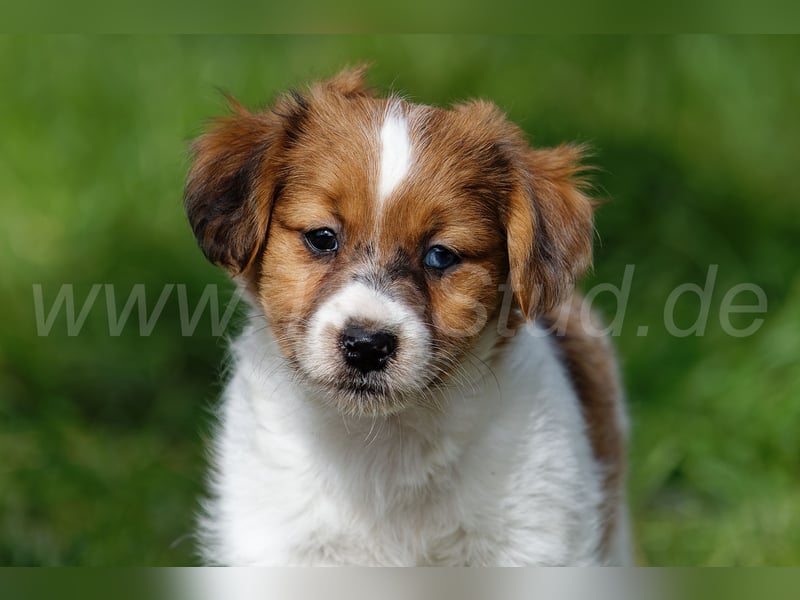 Jack Russell Terrier Welpen in Tricolor und Merl abzugeben!