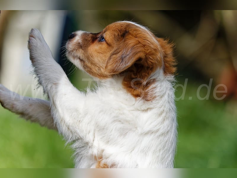 Jack Russell Terrier Welpen in Tricolor und Merl abzugeben!